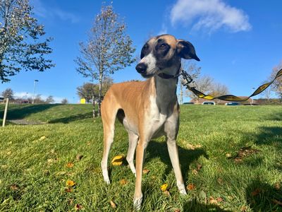 Molly, a 1 year old female Lurcher available for adoption from Dogs Trust in County Durham