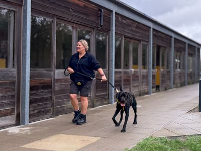 Tosh, a 3 years old male Labrador X Mastiff available for adoption from Dogs Trust in Essex