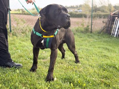 Morgan, a 1 year old male Cane Corso available for adoption from Dogs Trust in Wiltshire