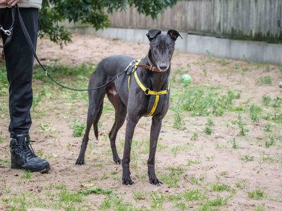 Rocket, a 7 years old male Greyhound available for adoption from Dogs Trust in Leicestershire