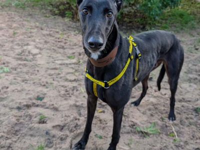 Horace, a 3 years old male Greyhound available for adoption from Dogs Trust in Leicestershire