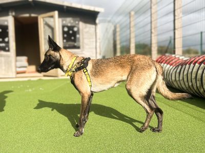 Freya, a 1 year old female Belgian Malinois available for adoption from Dogs Trust in Wiltshire