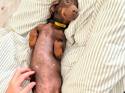 Jade, a 5 years old female Miniature Dachshund available for adoption from Dogs Trust in Wales