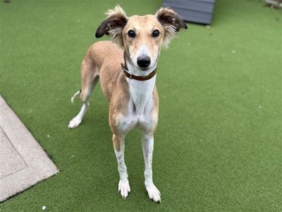 Hamster, a 3 years old female Saluki available for adoption from Dogs Trust in Wales