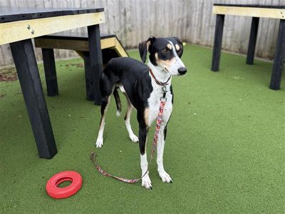 Gerbil, a 2 years old male Lurcher X available for adoption from Dogs Trust in Wales