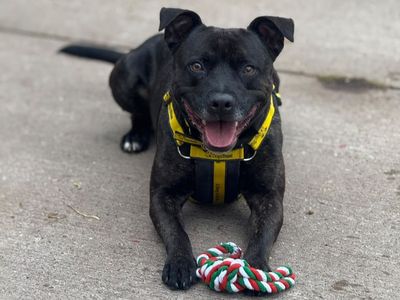 Nova, a 4 years old male Staffordshire Bull Terrier available for adoption from Dogs Trust in Shropshire