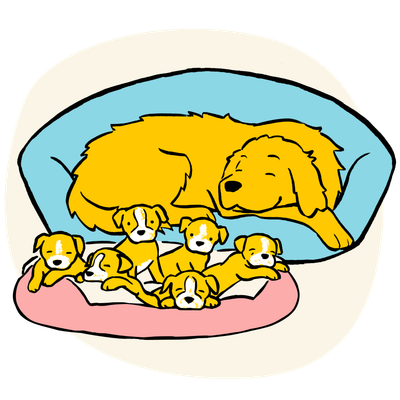 Illustration of a yellow Golden Retriever dog mother lying in bed with her litter of puppies