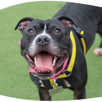 Dog looking happy in a harness