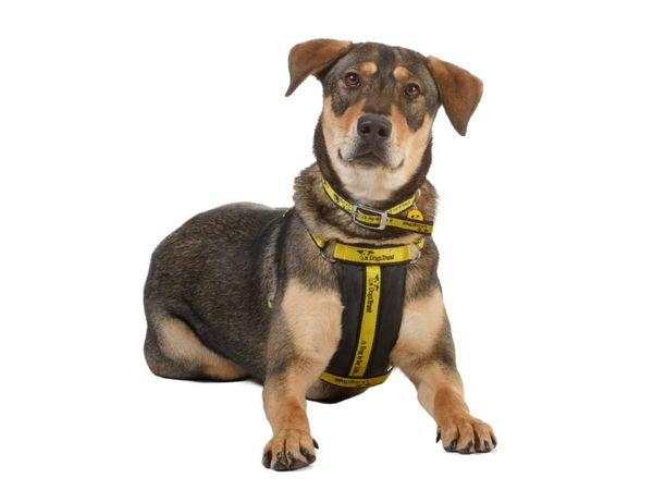 Sponsor a dog with Dogs Trust