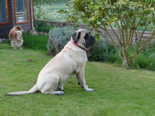 Galahad the Mastiff sitting in his new garden