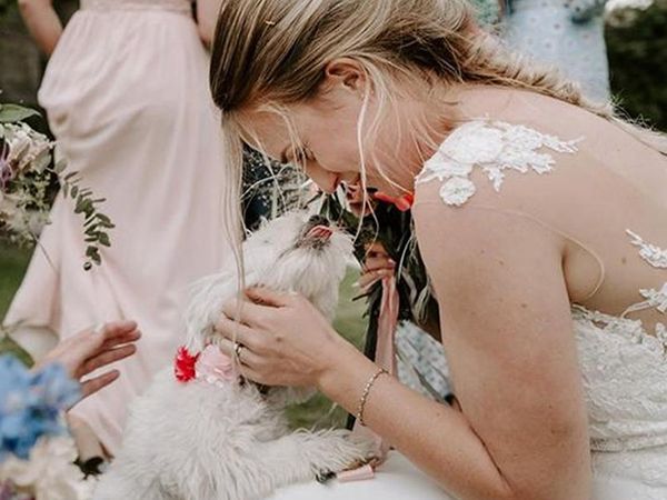 White terrier dog and bride celebrate wedding