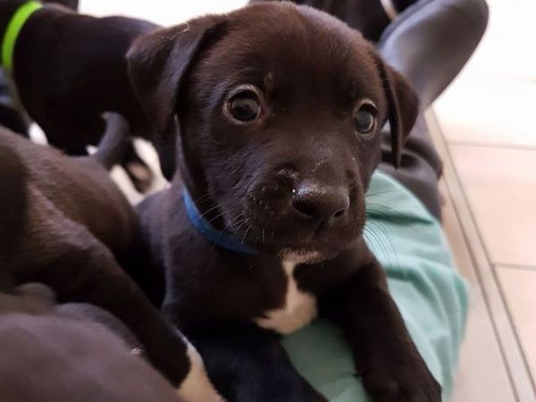 A small black puppy with a white chest looking at the camera amongst their siblings