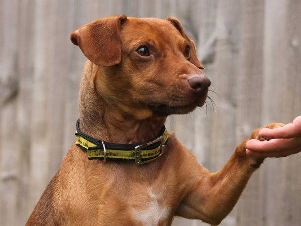 Sponsor Dog Fudge giving his paw to carer