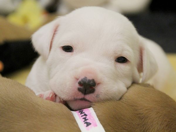Staffordshire bull terrier puppy, inside, leeds