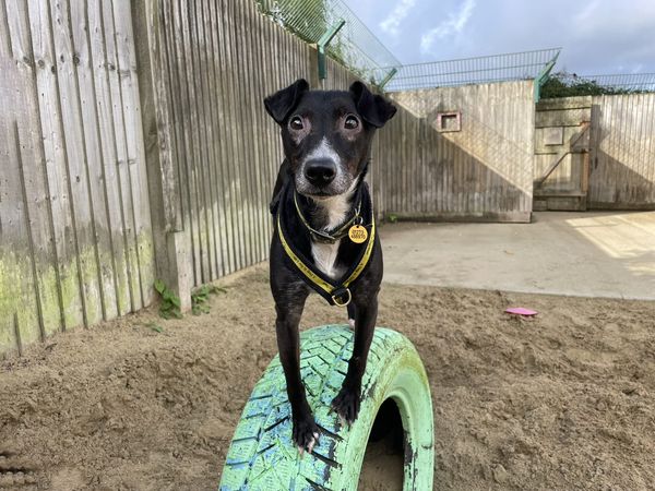 Black Patterdale Terrier dog enjoys their morning in kennels