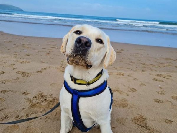 Wilson the Labrador at the beach