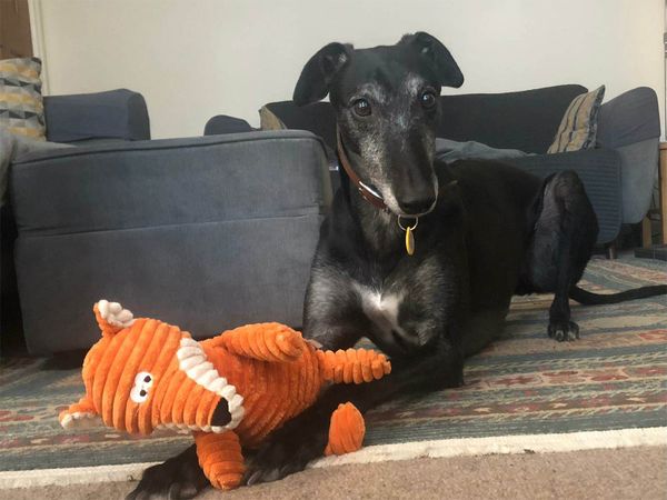 Jack the Greyhound sitting with his fox toy