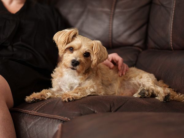 Doodles on sofa with foster carer