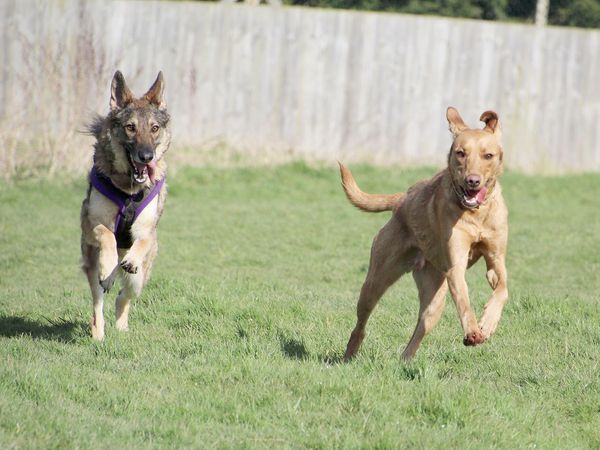 Two large dogs running outside side by side in Leeds rehoming centre.