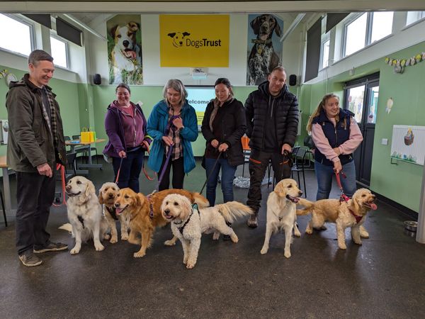 All of the Golden Doodle siblings including their Mother, taking a lovely picture with their owners in the Snetterton reception area.