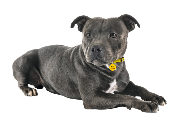 Staffie cross dog sitting during a photoshoot
