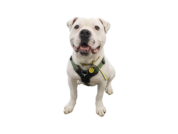 American Bulldog on white transparent background.