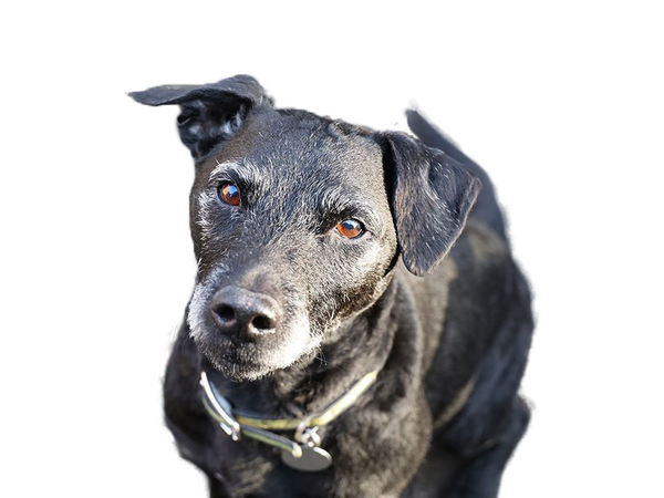 Patterdale Terrier black dog behind a white, transparent background