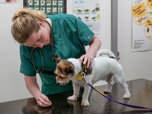 Small Jack Russell Terrier being looked at on examining table with vet wearing a teal shirt.