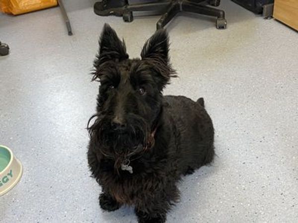 Tali the black Scottish Terrier