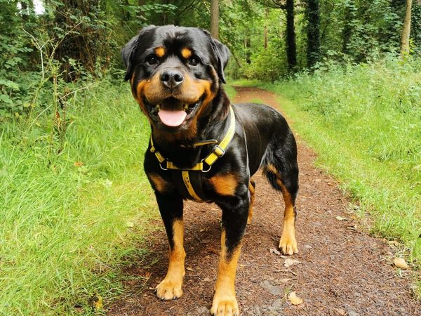 Murphy a black and tan Rottweiler dog, standing on a forest path with lots of greenery and trees, smiling at the camera. 