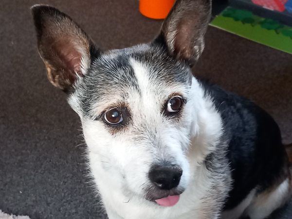 Letty a Fourteen-year-old Terrier Cross, looking to the side with her tongue sitting out.