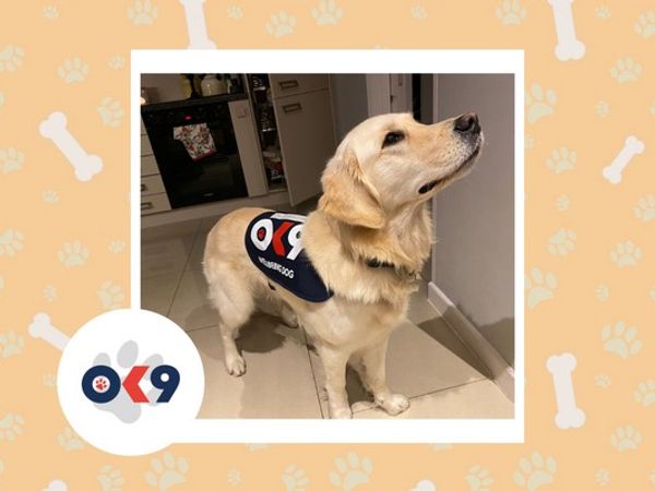 OK9 dog Spud an adult Golden Retriever with a OK9 vest blue vest on.