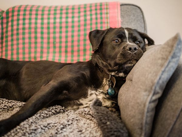 Dave Adult crossbreed, inside at home lying down relaxing on a sofa.
