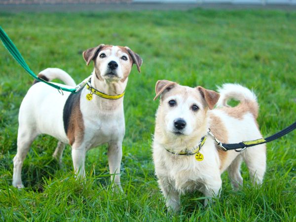 Adult Jack Russell Terriers, outside, standing on grass.