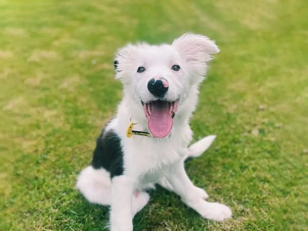 Madra the Border Collie puppy