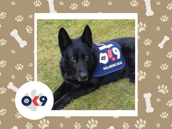 OK9 dog Gus a black German Shepherd with a OK9 vest blue vest on.