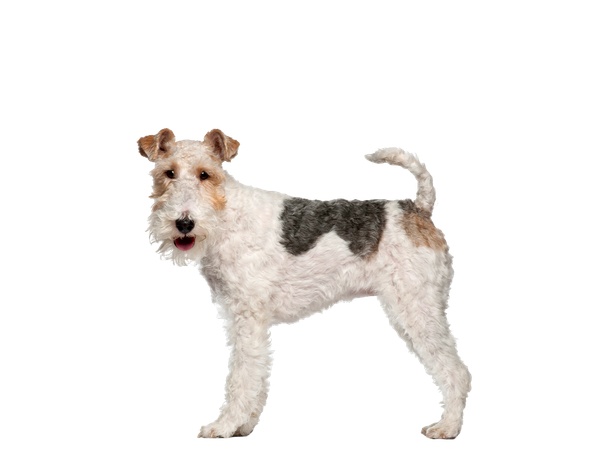 Image of a Fox Terrier behind a white background.