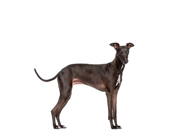 Image of a black Italian Greyhound behind a white background.