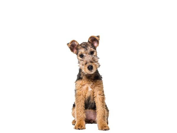 Image of a brown and tan Lakeland Terrier dog behind a white background.