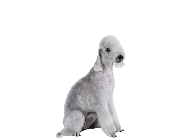 Image of a white Bedlington Terrier behind a white background.