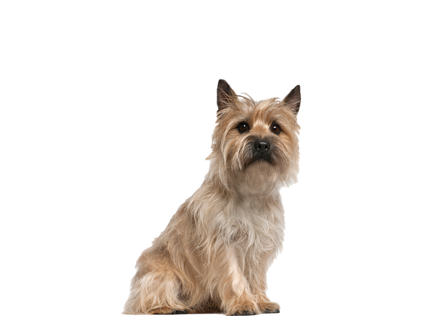 Image of a Cairn Terrier behind a white background.