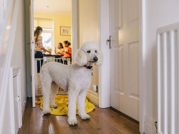 Chereka the Poodle is standing at home in the hallway on a yellow blanket. The family are in the background behind a stair gate.