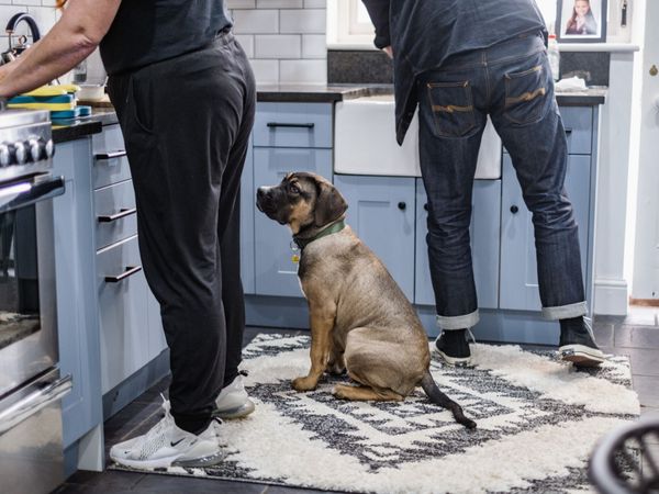Red the crossbreed puppy, looking up at a man and a women in the kitchen cleaning the counter tops.