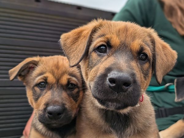 Two tan and black German Shepherd x Belgian Shepherd crossbreed puppies sitting on top of agility equipment at Cardiff RC, with a Canine Carer slightly out of shot in the background.