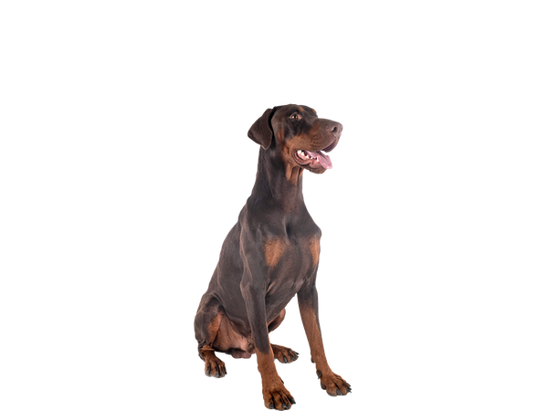 Photo of a brown and tan adult Dobermann, looking away from the camera behind a white background.