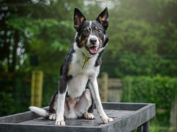 Drew, a tricolour Border Collie sitting on agility equipment in a secure field at Kenilworth RC