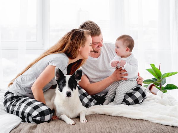 A family of mum and dad with baby on a bed with a black and white terrier dog sitting in front of them looking at the camera