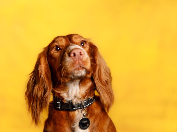 Photo of a red Cocker Spaniel dog looking up, behind a mustard yellow background.
