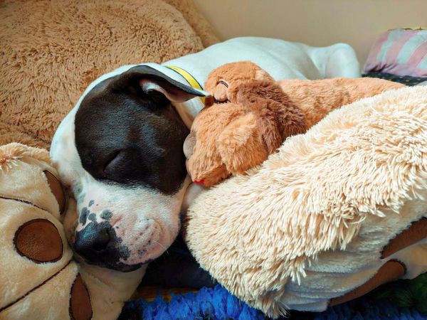 A cosy dog snoozes next to a big teddy bear