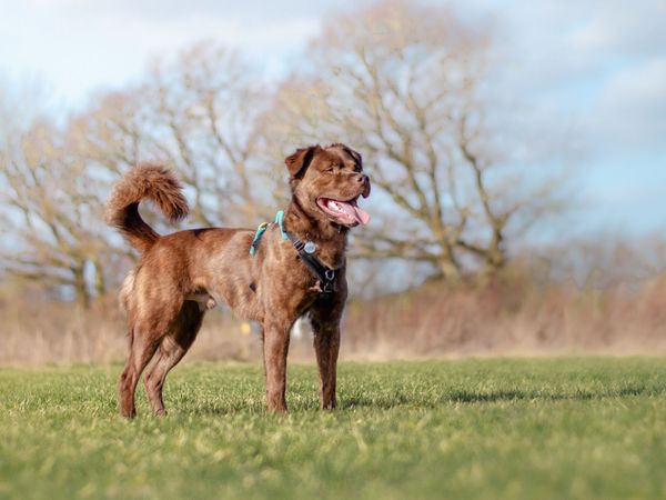 Scooby a brown Sharpei cross standing in a park enjoying the outdoors at Kenilworth rehoming centre.